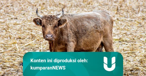 Viral Kemunculan Sapi Mini, Adakah di Indonesia? | kumparan.com